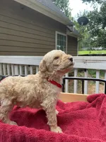 Red boy, a male Labradoodle for sale in Douglasville, GA – 3 of 4