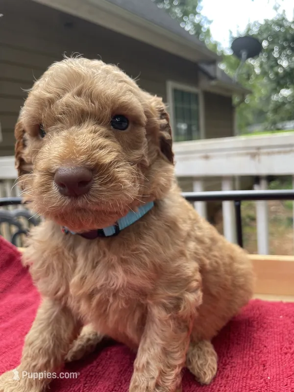 Light blue boy  – Labradoodle puppy for sale in Douglasville, GA