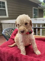 Red boy, a male Labradoodle for sale in Douglasville, GA – 4 of 4