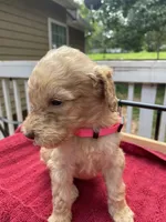 Pink girl , a female Labradoodle for sale in Douglasville, GA – 5 of 5