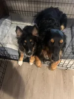 Layla, a female Australian Shepherd for sale in Colorado Springs, CO – 2 of 5
