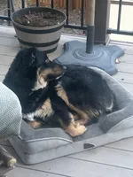 Benny, a male Australian Shepherd for sale in Colorado Springs, CO – 2 of 7