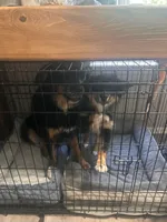 Layla, a female Australian Shepherd for sale in Colorado Springs, CO – 3 of 5