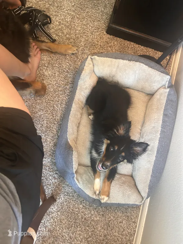 Layla – Australian Shepherd puppy for sale in Colorado Springs, CO