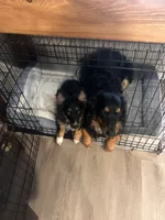 Benny, a male Australian Shepherd for sale in Colorado Springs, CO – 7 of 7