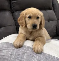 Duke, a male Golden Retriever for sale in Stratford, OK – Photo 3 of 6
