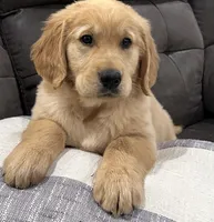 Duke, a male Golden Retriever for sale in Stratford, OK – Photo 2 of 6