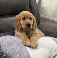 Duke, a male Golden Retriever for sale in Stratford, OK – Photo 1 of 6