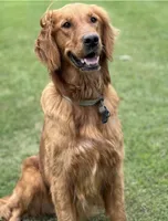 Duke, a male Golden Retriever for sale in Stratford, OK – Photo 5 of 6