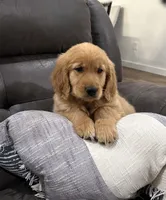 Duke, a male Golden Retriever for sale in Stratford, OK – Photo 4 of 6