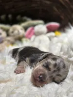 Blue Cream Dapple boy #3, a male Miniature Dachshund for sale in Santa Maria, CA – 2 of 8