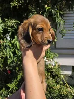 Shaded Red LH mini Dachsund, a female Miniature Dachshund for sale in Santa Maria, CA – Photo 2 of 6
