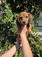 Shaded Red LH mini Dachsund, a female Miniature Dachshund for sale in Santa Maria, CA – Photo 4 of 6