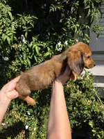 Shaded Red LH mini Dachsund, a female Miniature Dachshund for sale in Santa Maria, CA – Photo 3 of 6