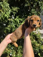 Shaded Red LH mini Dachsund, a female Miniature Dachshund for sale in Santa Maria, CA – Photo 6 of 6