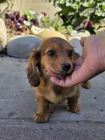 Shaded Red LH mini Dachsund, a female Miniature Dachshund for sale in Santa Maria, CA – Photo 1 of 6