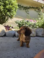 Shaded Red LH mini Dachsund, a female Miniature Dachshund for sale in Santa Maria, CA – Photo 5 of 6