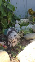 Blue Cream Dapple boy #3, a male Miniature Dachshund for sale in Santa Maria, CA – 4 of 8