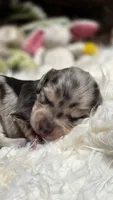 Blue Cream Dapple boy #3, a male Miniature Dachshund for sale in Santa Maria, CA – 3 of 8