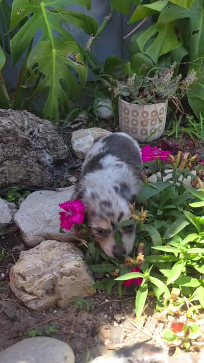 Blue Cream Dapple boy #3, a male Miniature Dachshund for sale in Santa Maria, CA – 6 of 8