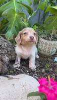 Piebald Dapple Boy, a male Miniature Dachshund for sale in Santa Maria, CA – 2 of 10
