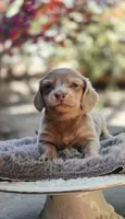 Boy-Isabella Tan Dapple , a male Miniature Dachshund for sale in Santa Maria, CA – 4 of 8