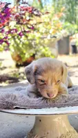 Boy-Isabella Tan Dapple , a male Miniature Dachshund for sale in Santa Maria, CA – 2 of 8