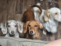 Boy-Blue Cream Dapple #2, a male Miniature Dachshund for sale in Santa Maria, CA – 7 of 7