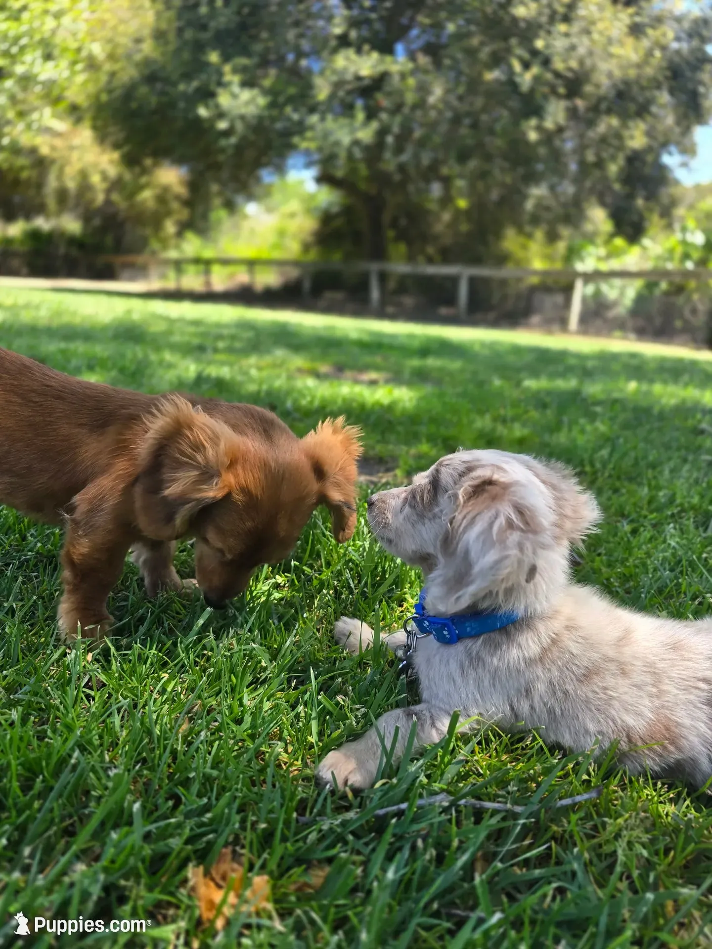 Boy-Isabella Tan Dapple , a male Miniature Dachshund for sale in Santa Maria, CA – 7 of 8