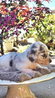 Boy-Blue Cream Dapple #2, a male Miniature Dachshund for sale in Santa Maria, CA – 3 of 7