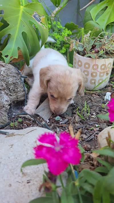Piebald Dapple Boy, a male Miniature Dachshund for sale in Santa Maria, CA – 8 of 10