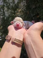 Piebald Dapple Boy, a male Miniature Dachshund for sale in Santa Maria, CA – 5 of 10