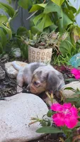 Blue Cream Dapple boy #1, a male Miniature Dachshund for sale in Santa Maria, CA – 4 of 9