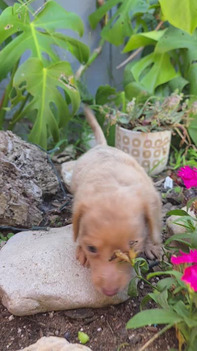 Boy-Isabella Tan Dapple , a male Miniature Dachshund for sale in Santa Maria, CA – 8 of 8