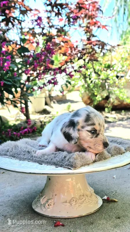 Boy-Blue Cream Dapple #2 – Miniature Dachshund puppy for sale in Santa Maria, CA