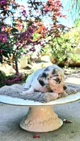 Boy-Blue Cream Dapple #2, a male Miniature Dachshund for sale in Santa Maria, CA – 1 of 7