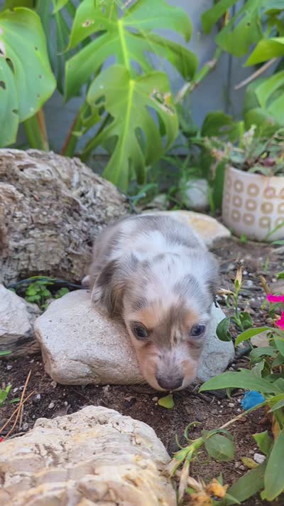 Blue Cream Dapple boy #1, a male Miniature Dachshund for sale in Santa Maria, CA – 6 of 9
