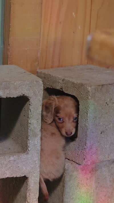 Boy-Isabella Tan Dapple , a male Miniature Dachshund for sale in Santa Maria, CA – 3 of 8