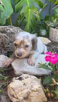 Blue Cream Dapple boy #1, a male Miniature Dachshund for sale in Santa Maria, CA – 2 of 9