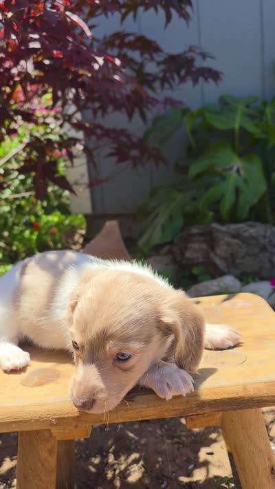 Piebald Dapple Boy, a male Miniature Dachshund for sale in Santa Maria, CA – 10 of 10