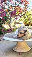 Boy-Blue Cream Dapple #2, a male Miniature Dachshund for sale in Santa Maria, CA – 2 of 7