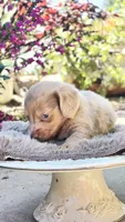 Boy-Isabella Tan Dapple , a male Miniature Dachshund for sale in Santa Maria, CA – 6 of 8
