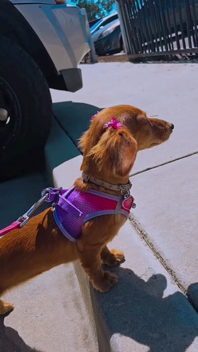 Blue Cream Dapple boy #1, a male Miniature Dachshund for sale in Santa Maria, CA – 9 of 9