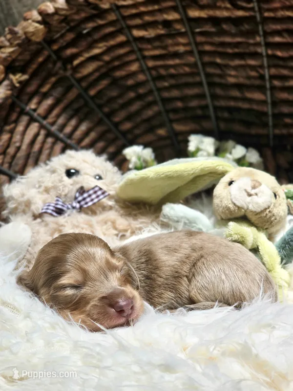 Boy-Isabella Tan Dapple  – Miniature Dachshund puppy for sale in Santa Maria, CA