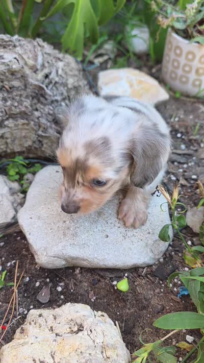 Blue Cream Dapple boy #1, a male Miniature Dachshund for sale in Santa Maria, CA – 5 of 9
