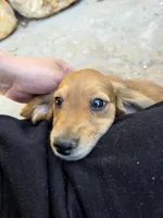 Shaded Red Boy LH Mini Dachsund , a male Miniature Dachshund for sale in Santa Maria, CA – Photo 2 of 4