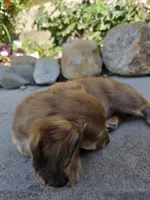 Shaded Red Boy LH Mini Dachsund , a male Miniature Dachshund for sale in Santa Maria, CA – Photo 4 of 4