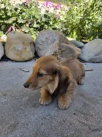 Shaded Red Boy LH Mini Dachsund , a male Miniature Dachshund for sale in Santa Maria, CA – Photo 3 of 4