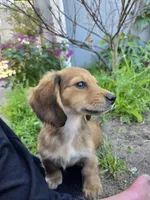 Shaded Red Boy LH Mini Dachsund , a male Miniature Dachshund for sale in Santa Maria, CA – Photo 1 of 4