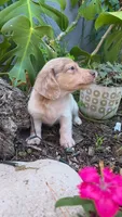 Piebald Dapple Boy, a male Miniature Dachshund for sale in Santa Maria, CA – 3 of 10